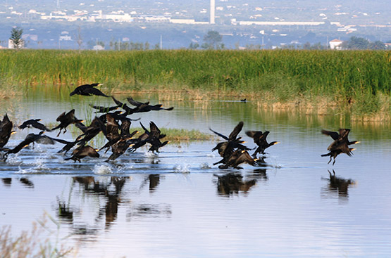 Ir a la noticia Objectiu per a la pròxima dècada: preservar els ecosistemes