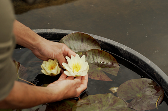 Ir a la noticia Un proyecto único para recuperar el nenúfar blanco y preservar la biodiversidad